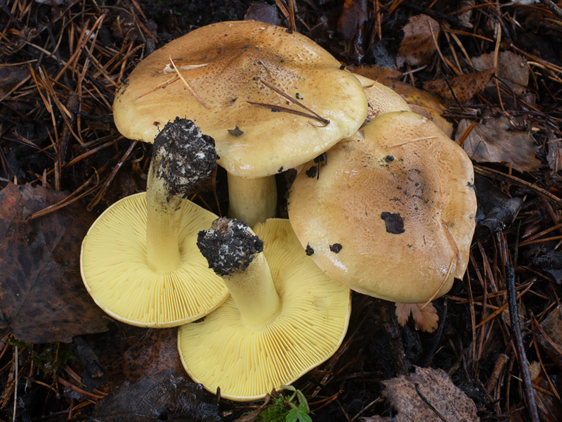 Tricholoma frondosae Tricholoma frondosae